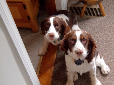 [One liver and white Springer Spaniel pup and one tri-colored Springer Spaniel pup sitting at the bottom of the stairs.]